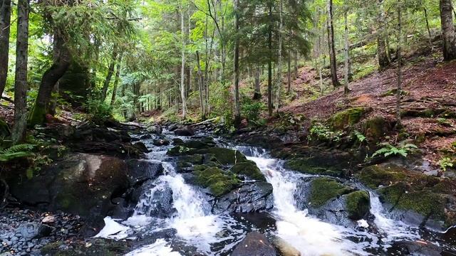 Шум воды лесной реки. Красивое журчание, белая пена и дикий лес вокруг.