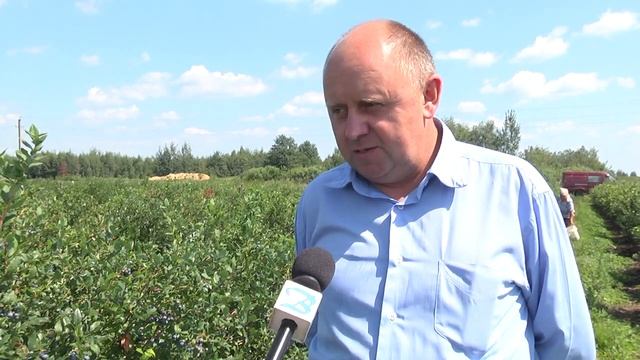 В ОАО «Полесские журавины» вышли на рекорд: собрано более 140 тонн голубики