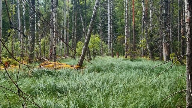 Вдохновение природы. Великолепный лужок в лесу. Атмосфера безмятежности.