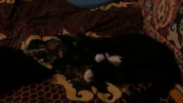 котик с клубком