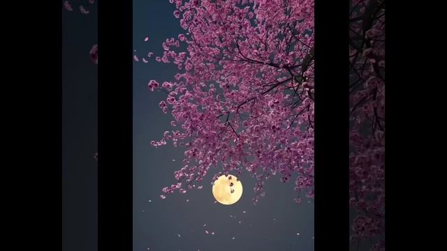 Красивое видео. Песня на стихи Ирины Косовой. "Луна прекрасна!"