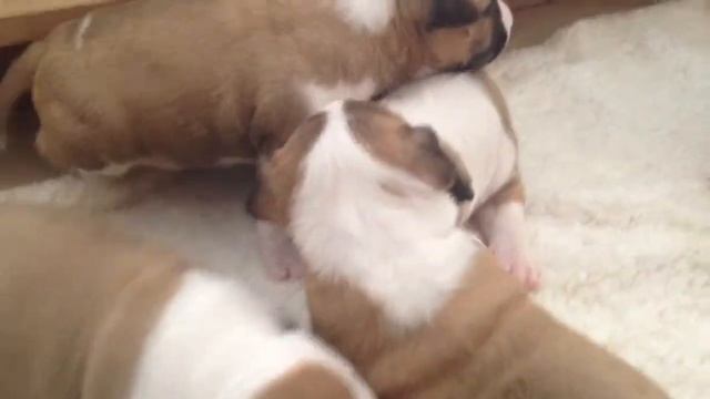 Miniature Bull Terrier Puppies - 3 Weeks Old