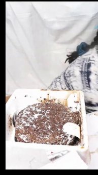 Havmor icecream| Black forest icecream Cake #havmoricecream #cake #icecream
