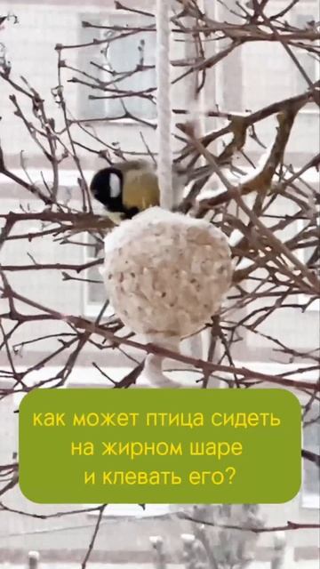 🦆😎 #birdfeeders #зима #bird #кормушкадляптиц #кормушки #природа #shorts #птицы #синица #жирныйшар