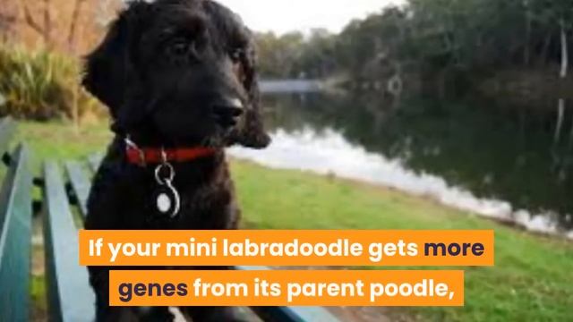 Miniature Labradoodle: A Complete Guide To One Of The Cutest Breed