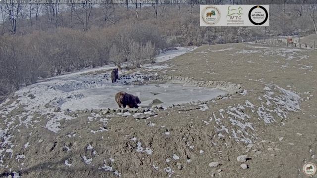 Приехала столовка-мишки пошли перекусить