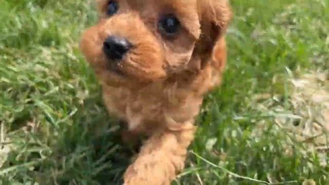 Teacup Mini "Rip" Cavapoo Male Puppy!