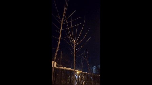 🌱 Кто НА САМОМ ДЕЛЕ управляет деревьями??? Тайны ауксина и апикального доминирования