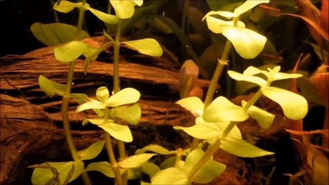 Dwarf Gourami