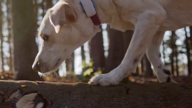Enjoy Worry-free Adventures with Tractive GPS Tracking for Dogs