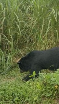 Rescued Asiatic Black Bear Eats Solid Food for the First Time at Bear Sanctuary | FOUR PAWS USA