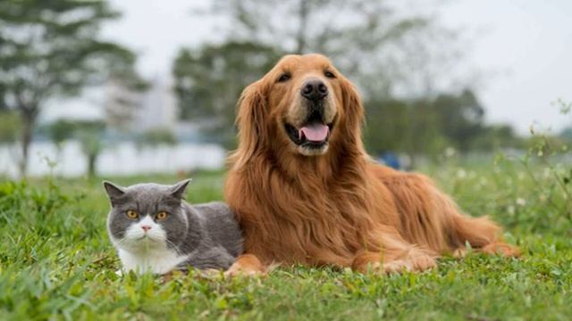 7. A Cat and a Dog