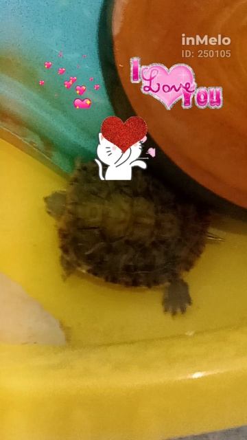 Милашка черепашка.🐢