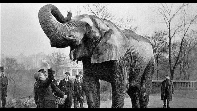 Elephant Attacks | Grotesque Curiosities