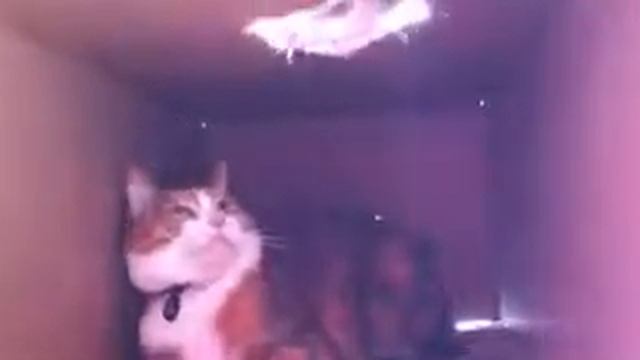 Котэ охраняет территорию