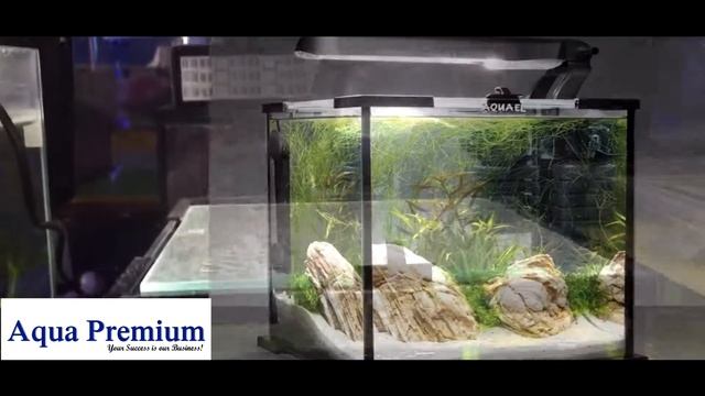 Aquael Shrimp tank 10 with Cherry Shrimp