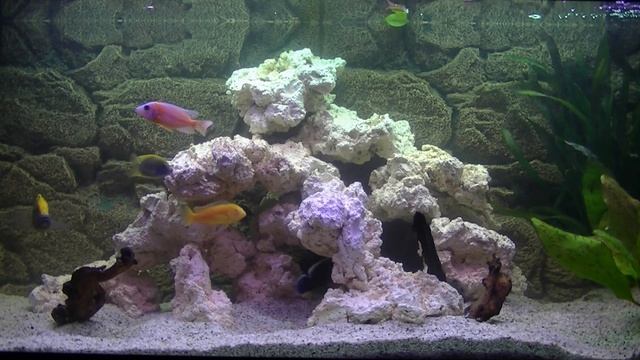 African Malawi Aquarium Full HD
