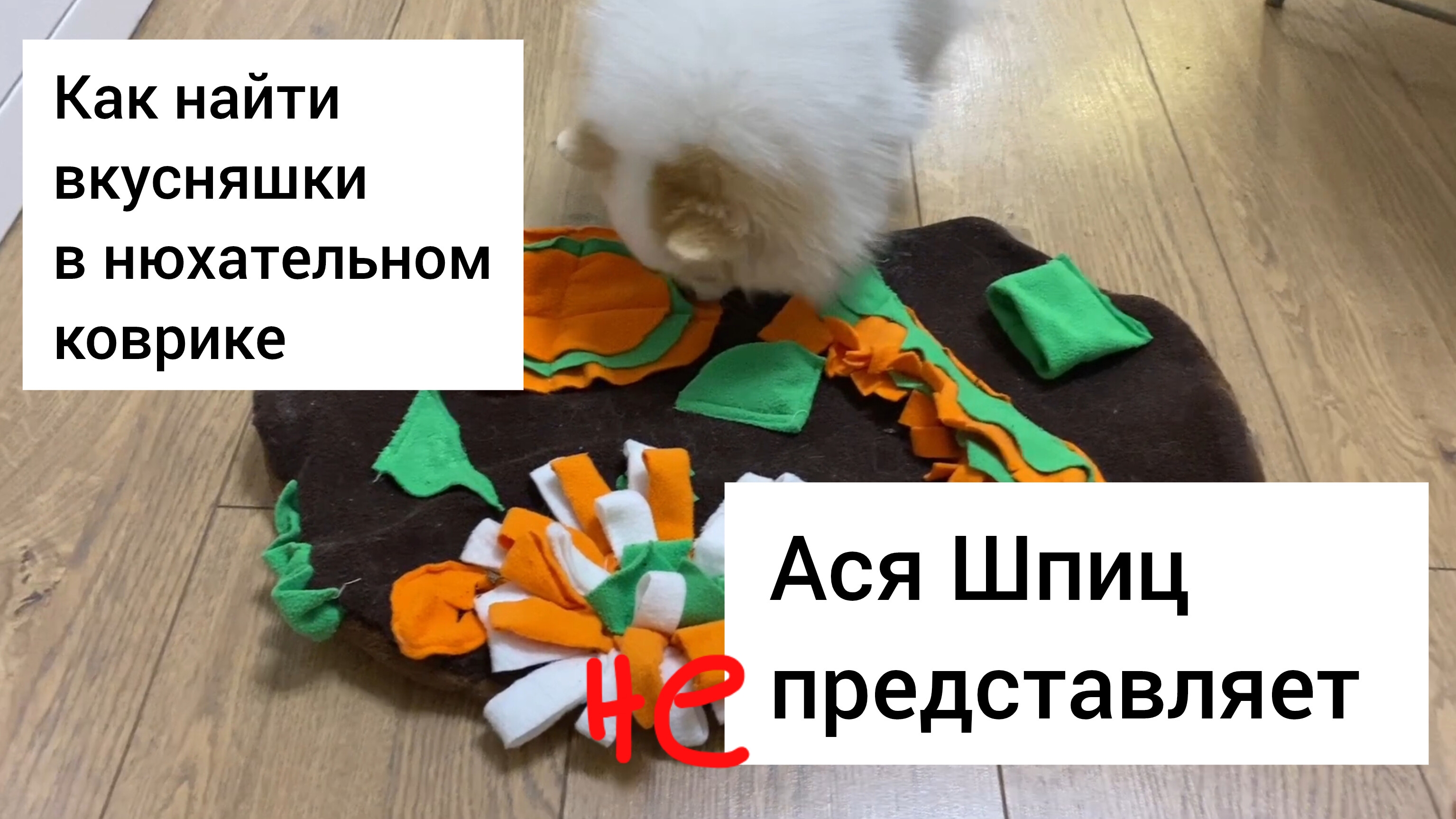 Ася Шпиц ищет вкусняшки в нюхательном коврике