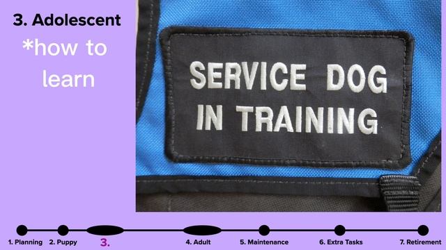 FREE Mini Webinar! "Timeline for Self-Training a Service Dog - Start to Finish" Schedule Process