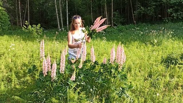 Оборвала клумбу Люпинов))