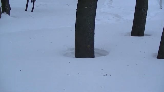 Наш красивый двор в снегу и сугробах!