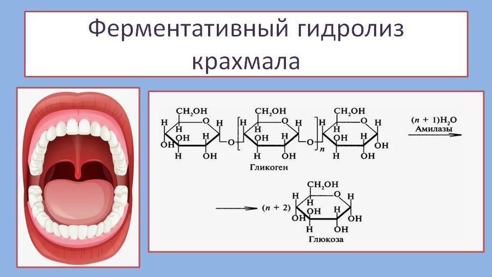 Ферментативный гидролиз