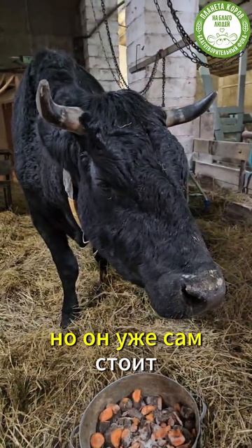 Шурасена постепенно выздоравливает!