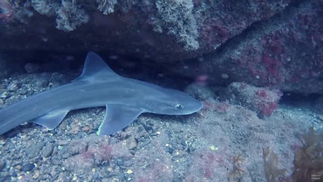 Smooth Hound 14 07 19