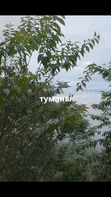 Туман в горах Цзинмай #Shorts