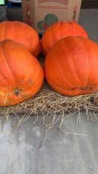 Гиганты тыквы. WINSLETT S PRODUCE MARKET.