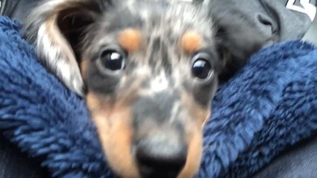 Turbo Toby's First Trip to PetSmart (Miniature Dachshund)