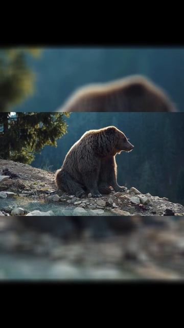 Animal sounds 4K: BEAR FOX LEMAN RACCOON PART 1 #shorts