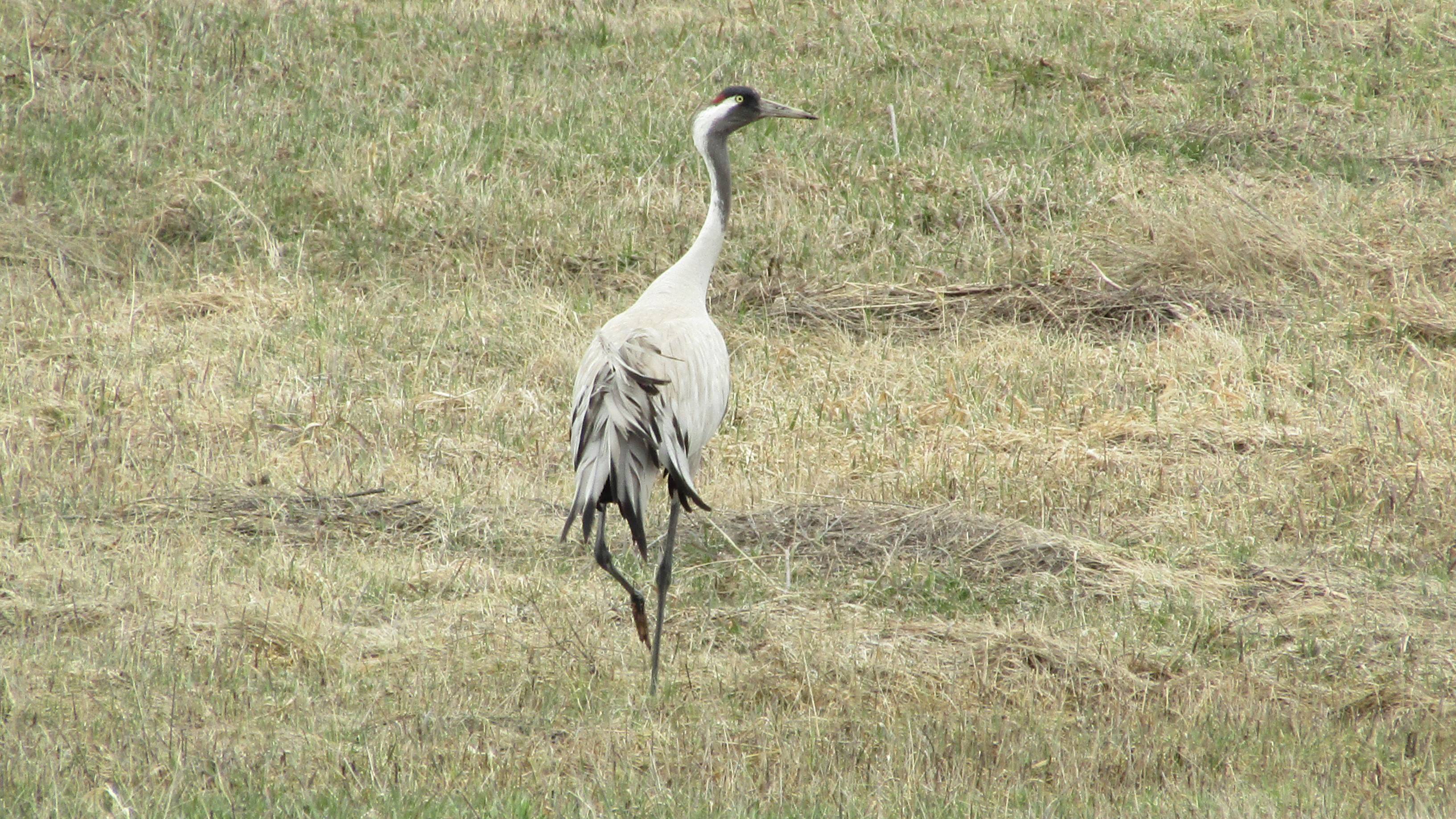 Серый журавль  (лат. Grus grus)