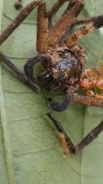 1 Spider vs 4 Weaver ants #shorts #insects #spider #ants