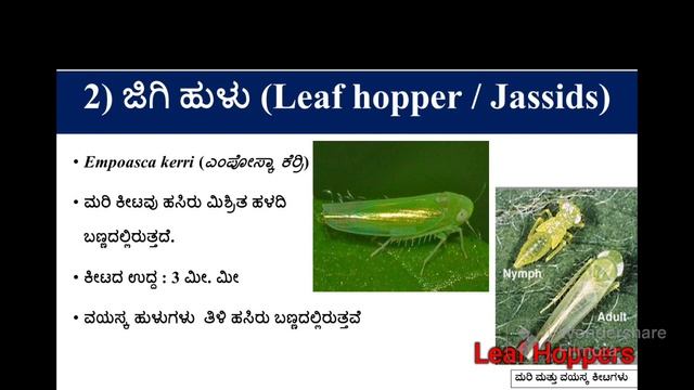 Groundnut Sucking Pests Management | Thrips, Leaf Hopper & Aphid | ಶೇಂಗಾ : ರಸಹೀರುವ ಕೀಟಗಳ ನಿರ್ವಹಣೆ