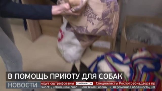 «Лапа помощи»: благотворительная акция для животных. Новости. 27/02/2025. GuberniaTV