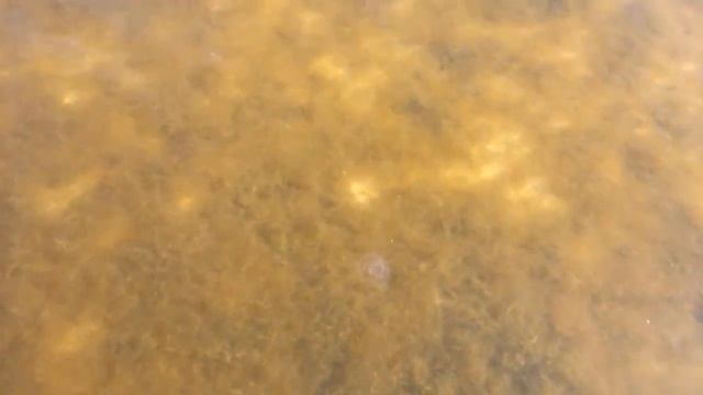 Медузы в Рижском Заливе