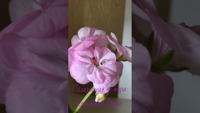 Пеларгония «Таира Крымская Роза»