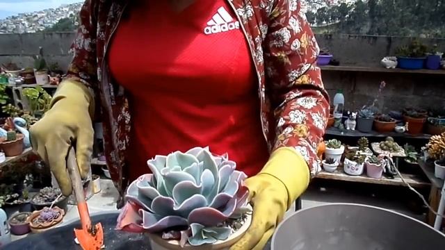 Decapitación  de mi Aeonium Sunburst 😱 y trasplante de 3 echeverias hermosas!
