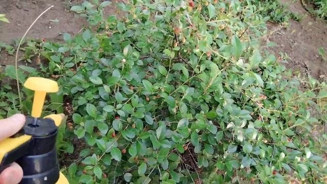 ВЛОГ:Влог уборка в палисаднике.Подготовка к отъезду 🚅Продолжаем делать курятник👌🏻