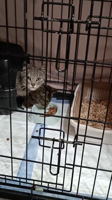 Котята  Джем и Вафелька.
