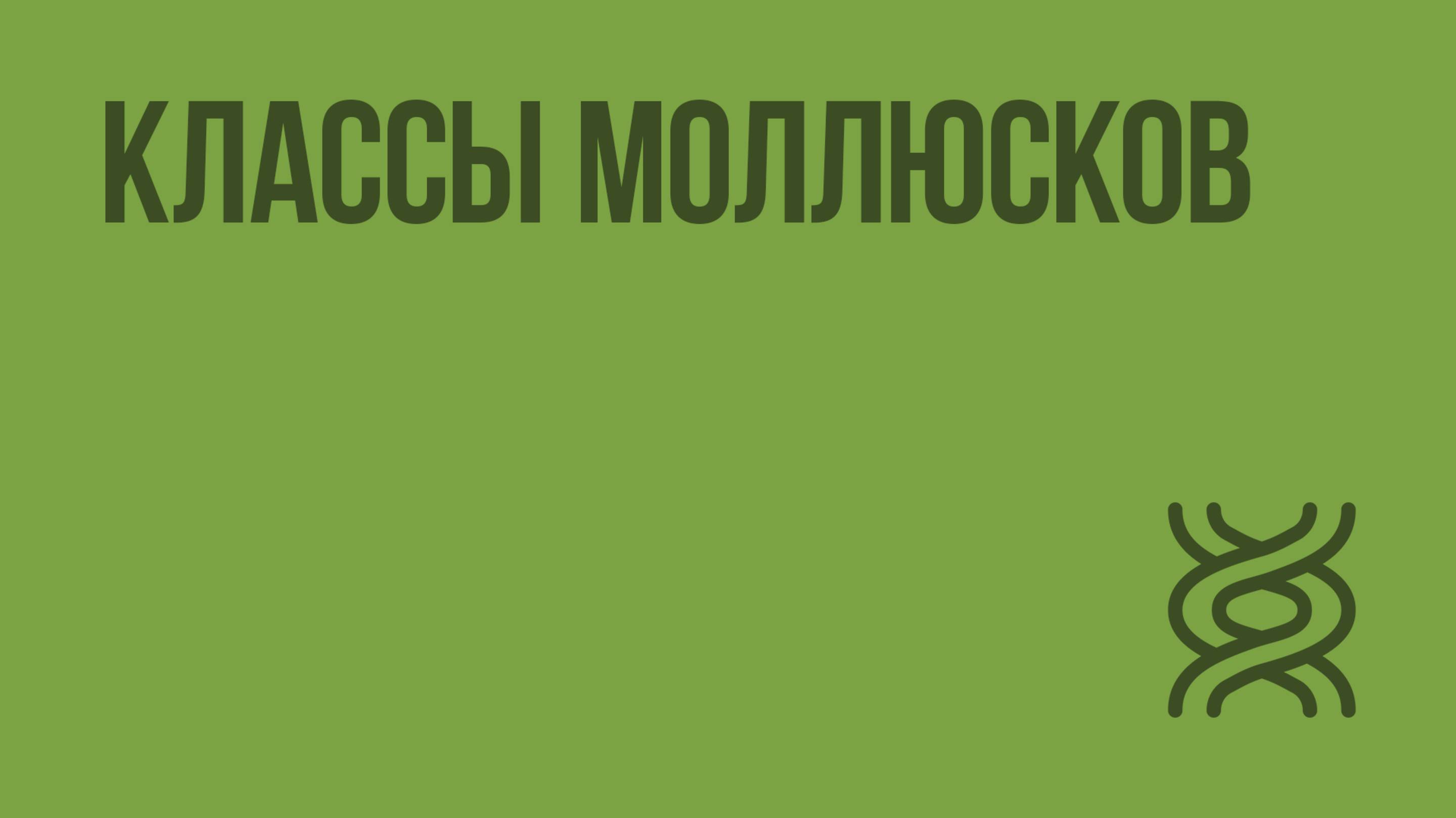 Классы моллюсков. Видеоурок по биологии 7 класс