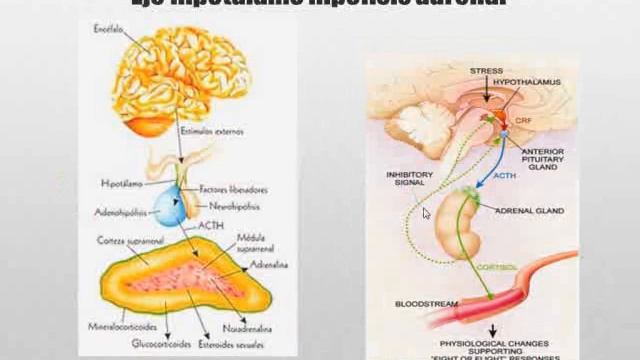 1- Endocrinología 1