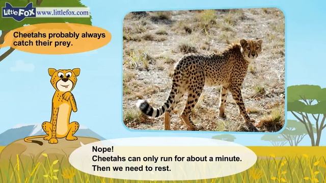 04. Meet the Animals  Cheetah  Wild Animals  Stories for Kindergarten