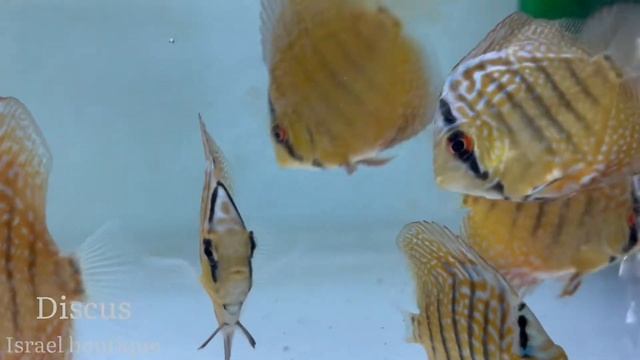 Discus red tiger