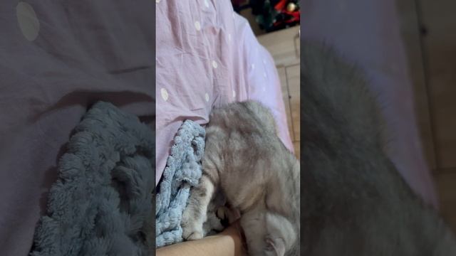 Смешной котик 😂♥️