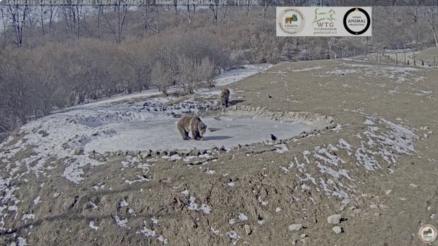 После столовки мишки пришли на водоем