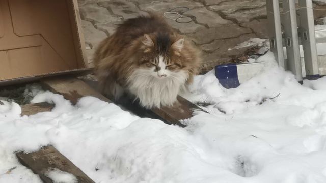 Очень пушистая кошечка A very fluffy kitty