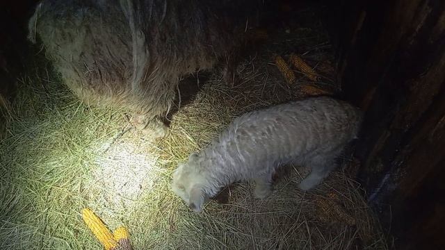 Приключения Животных 🐐🐑 / СМОТРИ ЖИВОТНЫХ