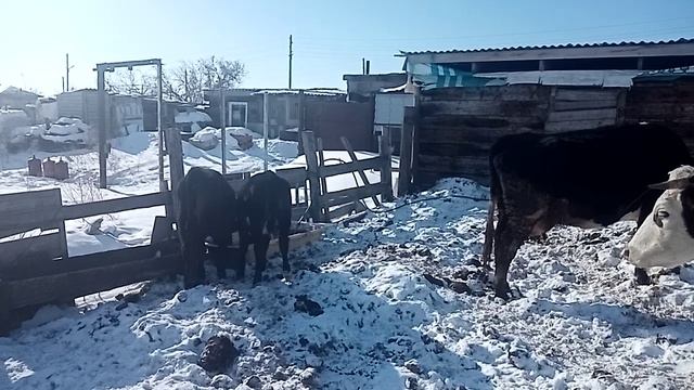 Кого ждем на отел. Солнечный день в загоне.